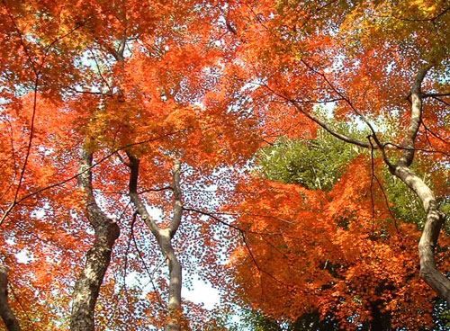 殿ケ谷戸庭園の紅葉