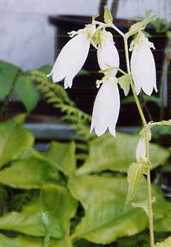 白花螢袋