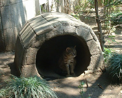 アムール山猫