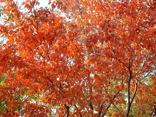 築地川公園